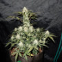 Семена каннабиса West Coast O.G. Auto