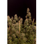 Семена каннабиса GG4 ™ (Gorilla Glue)