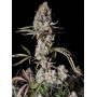 Семена каннабиса GORILLA Z Auto (GORILLA Zkittlez Auto)