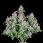 Сорт семян каннабиса Original AUTO CINDERELLA