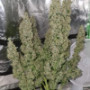 Семена каннабиса Wedding CHEESECAKE Auto