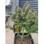 Сорт семян каннабиса Original AUTO SOUR DIESEL