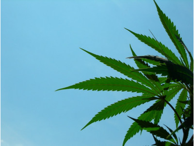Growing marijuana outdoors - pros and cons