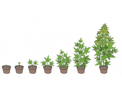 Stages of cannabis growth - from seed to plant