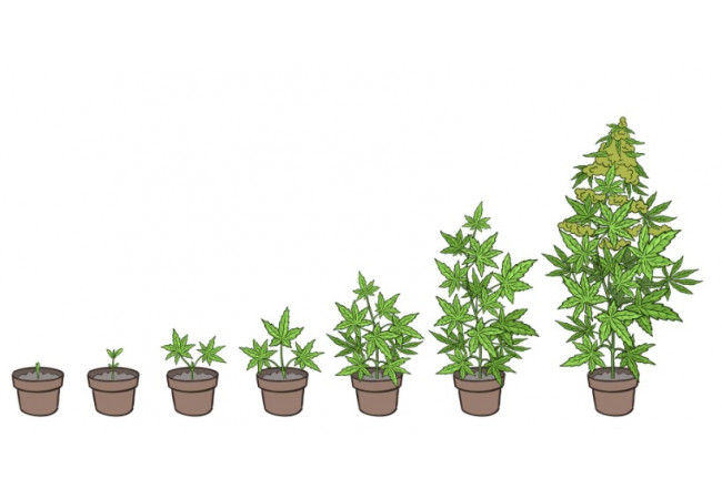 Stages of cannabis growth - from seed to plant