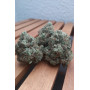 Семена каннабиса GORILLA MELON™