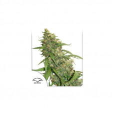 CBD AUTO COMPASSION LIME®