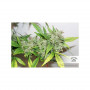 Cannabis seed variety CBD AUTO COMPASSION LIME®