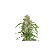 CBD AUTO WHITE WIDOW®