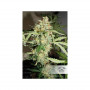 Cannabis seed variety CBD AUTO WHITE WIDOW®