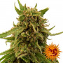 Cannabis seeds CBD CRITICAL CURE from Barney's Farm at Smartshop-smartshop.ua®