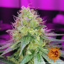 Cannabis seeds CBD CRITICAL CURE from Barney's Farm at Smartshop-smartshop.ua®