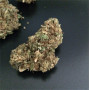 Cannabis seeds CBD CRITICAL CURE from Barney's Farm at Smartshop-smartshop.ua®