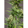 Cannabis seeds CBD CRITICAL CURE from Barney's Farm at Smartshop-smartshop.ua®