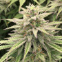 Cannabis seed variety CBD SKUNK HAZE®