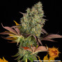 Cannabis seeds COOKIES KUSH AUTO from Barney's Farm at Smartshop-smartshop.ua®