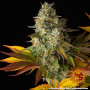 Cannabis seeds COOKIES KUSH AUTO from Barney's Farm at Smartshop-smartshop.ua®