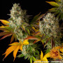 Cannabis seeds COOKIES KUSH AUTO from Barney's Farm at Smartshop-smartshop.ua®