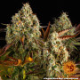 Cannabis seeds COOKIES KUSH AUTO from Barney's Farm at Smartshop-smartshop.ua®