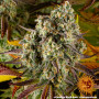 Cannabis seeds COOKIES KUSH AUTO from Barney's Farm at Smartshop-smartshop.ua®