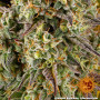 Cannabis seeds COOKIES KUSH AUTO from Barney's Farm at Smartshop-smartshop.ua®