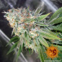 Cannabis seeds  COOKIES KUSH from Barney's Farm at Smartshop-smartshop.ua®