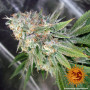 Семена конопли COOKIES KUSH от Barney's Farm в Smartshop-smartshop.ua®