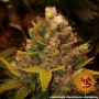 Cannabis seeds  COOKIES KUSH from Barney's Farm at Smartshop-smartshop.ua®