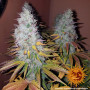 Cannabis seeds  COOKIES KUSH from Barney's Farm at Smartshop-smartshop.ua®