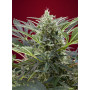 Cannabis seed variety CREAM 47®