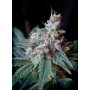 Cannabis seed variety CREAM CARAMEL F1 FAST VERSION®