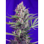 Cannabis seed variety CREAM MANDARINE F1 FAST VERSION®