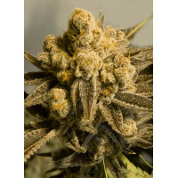 Auto Critical Glue Feminised Silver