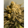 Насіння конопель Auto Critical Glue Feminised Silver від Error Seeds - Smartshop-smartshop.ua®