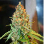 Семена конопли Auto Kali Mist Feminised Gold от Error Seeds - Smartshop-smartshop.ua®