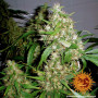 Cannabis seeds CRITICAL KUSH AUTO from Barney's Farm at Smartshop-smartshop.ua®