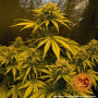 Семена конопли CRITICAL KUSH AUTO от Barney's Farm в Smartshop-smartshop.ua®