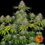 Cannabis seeds CRITICAL KUSH from Barney's Farm at Smartshop-smartshop.ua®
