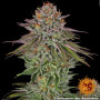 Cannabis seeds CRITICAL KUSH from Barney's Farm at Smartshop-smartshop.ua®