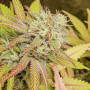 Cannabis seeds CRITICAL ORANGE PUNCH®
