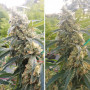 Cannabis seeds CRITICAL ORANGE PUNCH®