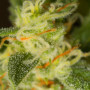 Насіння конопель Auto Demolisher Feminised Silver від Error Seeds - Smartshop-smartshop.ua®
