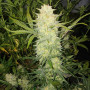 Семена конопли Auto Critical Silver regular от Error Seeds - Smartshop-smartshop.ua®