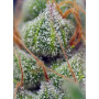 Cannabis seed variety CRYSTAL CANDY®