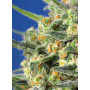 Cannabis seed variety CRYSTAL CANDY F1 FAST VERSION®