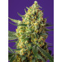 Cannabis seed variety CRYSTAL CANDY XL AUTO®