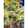 Cannabis seed variety CRYSTAL CANDY XL AUTO®