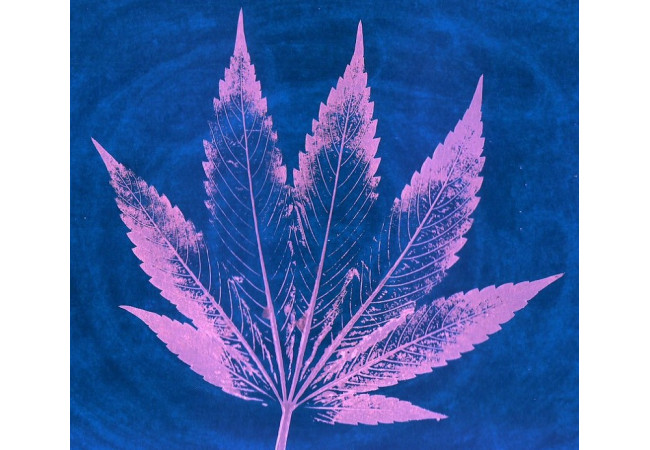 От чего зависит цвет марихуаны?