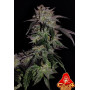 Cannabis seed variety GG4 Sherbet FF