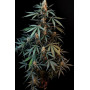 Сорт семян каннабиса Original AUTO NORTHERN LIGHTS